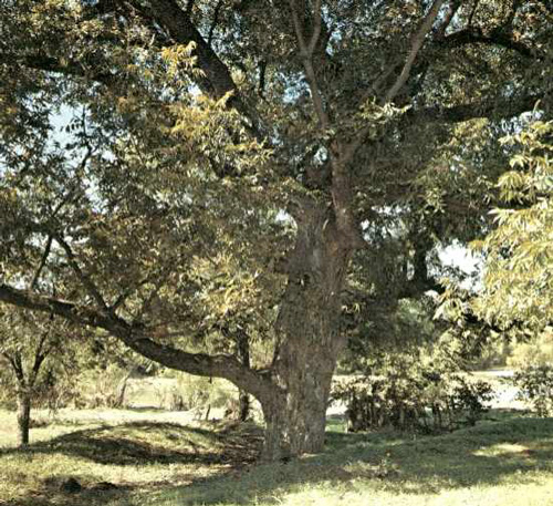 Jumbo Hollis Pecan-1969